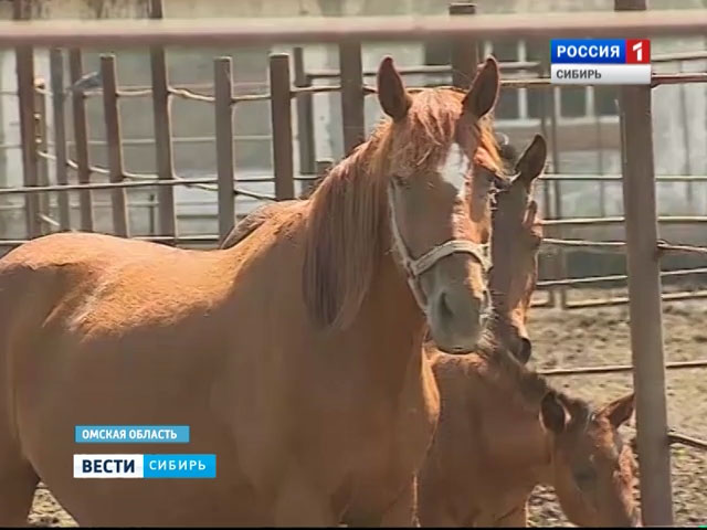 На частной ферме в Омской области выращивают элитных лошадей
