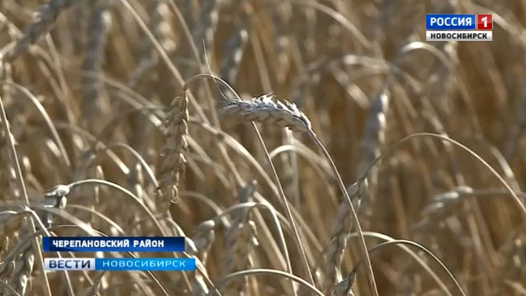 Заготовку элитных семян для посевной начали в Черепановском районе