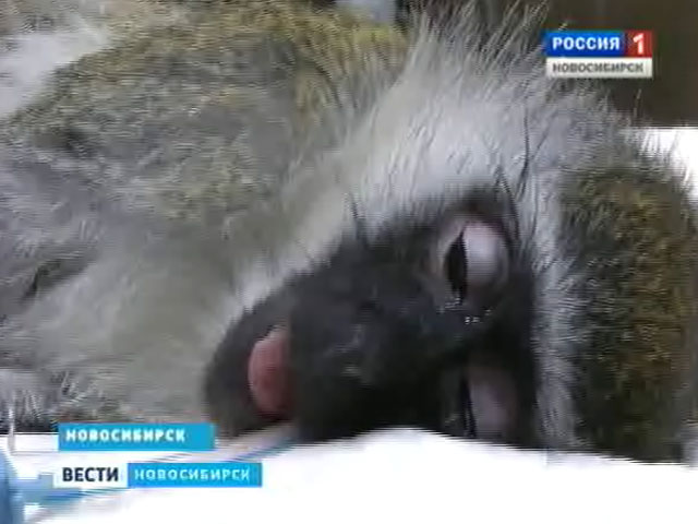 Новосибирские ветврачи вернули зрение мартышке