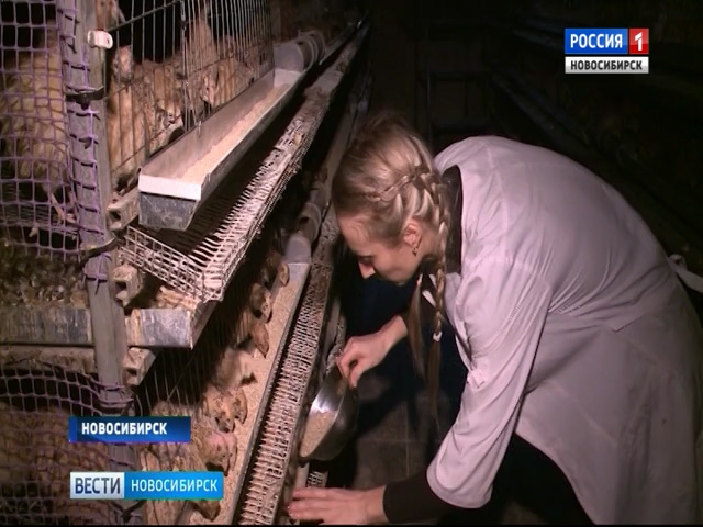 Новосибирский птицевод решил вывести свой бизнес на международный уровень