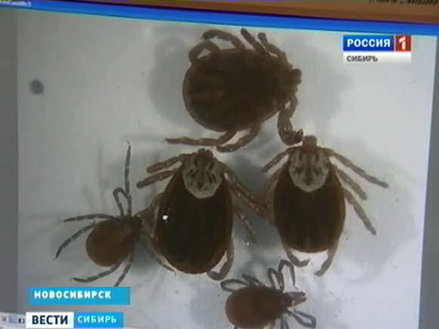 В сибирских регионах уже несколько сотен человек, укушенных клещом