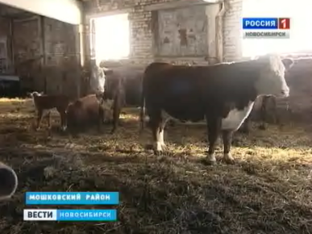Мошковские фермеры, чтобы удержаться на плаву, режут элитный скот