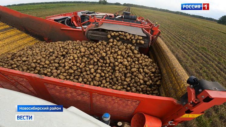 Новосибирские аграрии вышли в поля на уборку картофеля