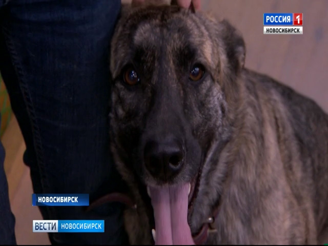 Новый дом для кошек и собак: благотворительная акция «Варежка» прошла в Новосибирске