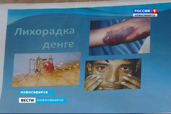 Почти два десятка человек в Новосибирской области заболели лихорадкой Денге