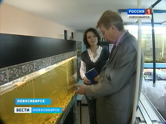 Новосибирские ученые придумали, как заставить рыбу прибавлять в весе в два раза быстрее