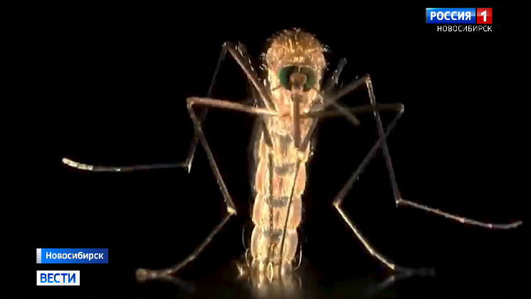 Новосибирские учёные первыми в мире расшифровали геном малярийного комара