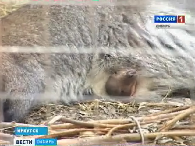 В Иркутской зоогалерее на люди впервые показался Бабрик - младенец-кенгуру