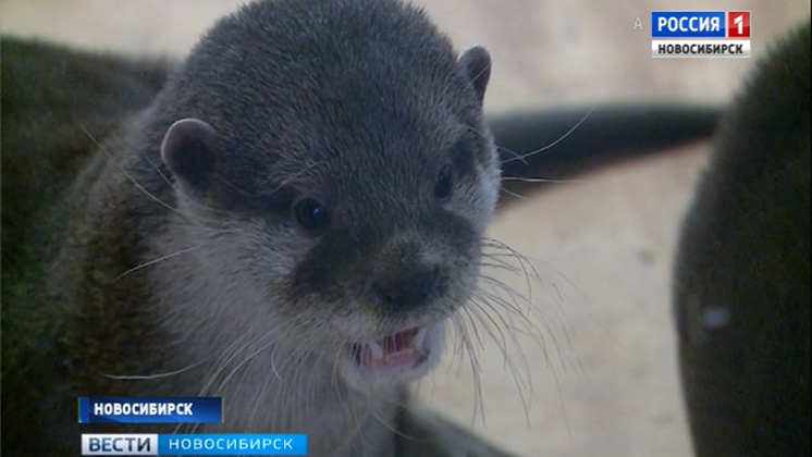 Самые маленькие в мире выдры поселились в новосибирском зоопарке