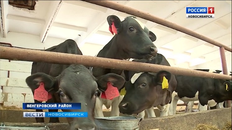 Хозяйство Венгеровского района планирует открыть цех для переработки молока
