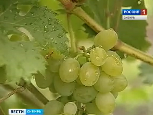 Омские дачники выращивают на своих участках виноград