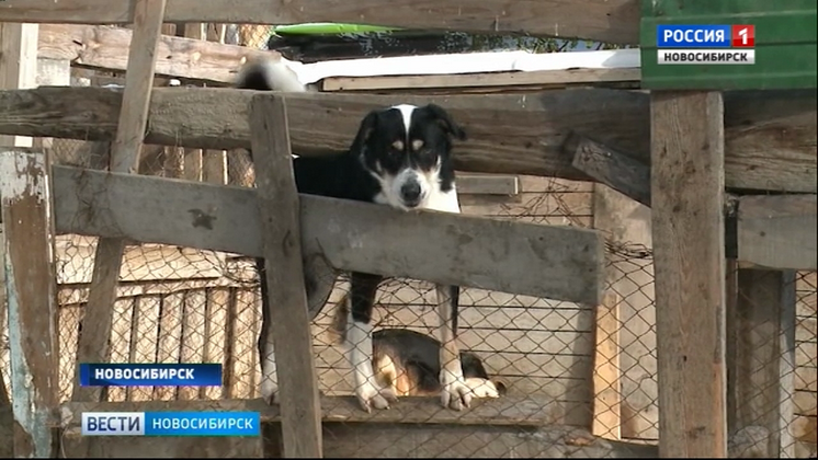Новосибирский приют для бездомных животных может остаться без света и тепла