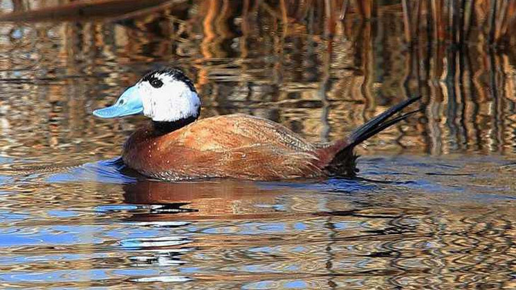 На озеро в Новосибирской области прилетели редкие птицы