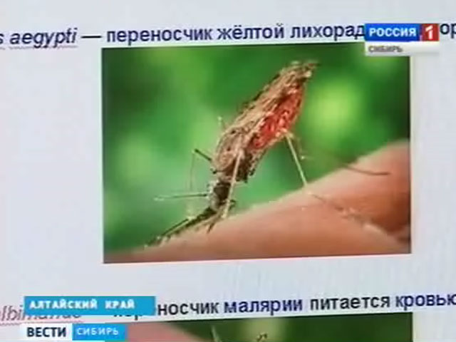 Барнаульцев атаковала популяция гигантских комаров