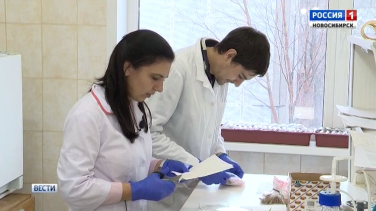Молодым новосибирским ученым выделили миллионы рублей на исследования
