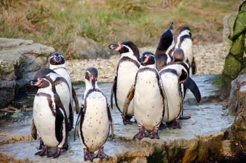 В Новосибирском зоопарке пройдут показательные кормления пингвинов Гумбольдта