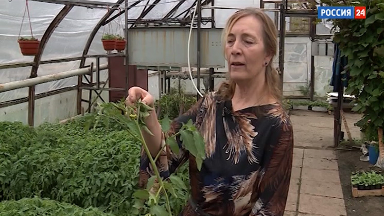 «Дача»: посадка помидоров в открытый грунт: как сажать и правильно ухаживать