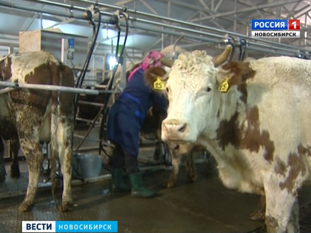 Новосибирская область на втором месте среди регионов СФО по производству молока
