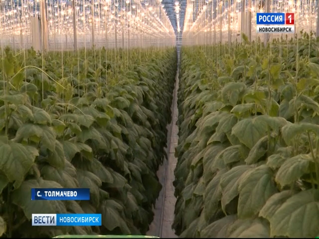 Инвестиции в 1,5 млрд рублей позволят расширить ассортимент овощей в новосибирском тепличном комплексе