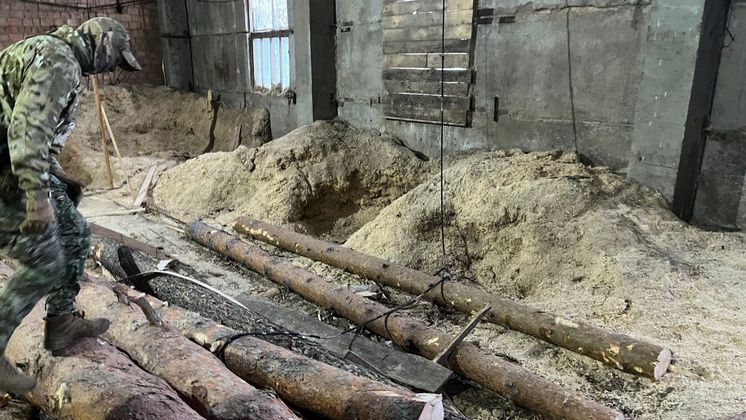 Под Новосибирском осудили чёрных лесорубов за спил деревьев на 19 миллионов