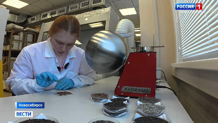 Биогель для улучшения всхожести семян создали новосибирские учёные