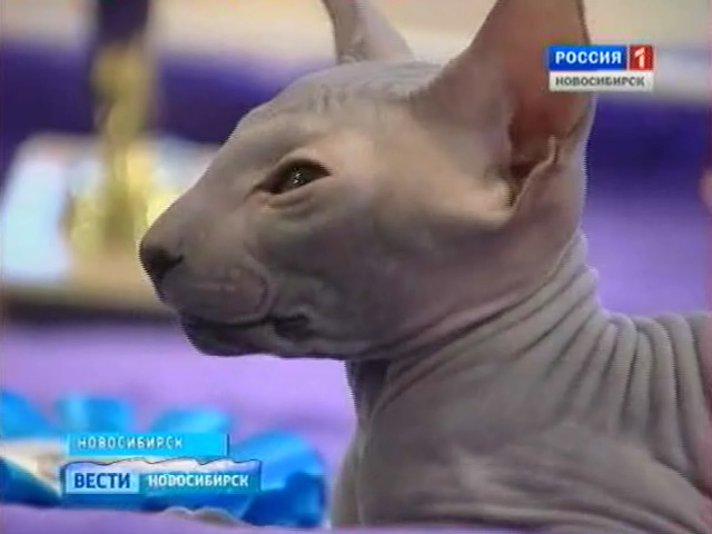 Кошки показали себя во всей красе и определили, кто в Сибири всех милее