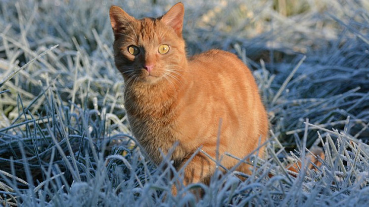 Похолодание до -18° придёт в Новосибирскую область в первые выходные декабря