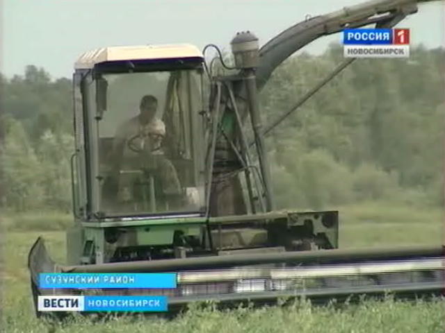На полях Новосибирской области выгорают кормовые травы