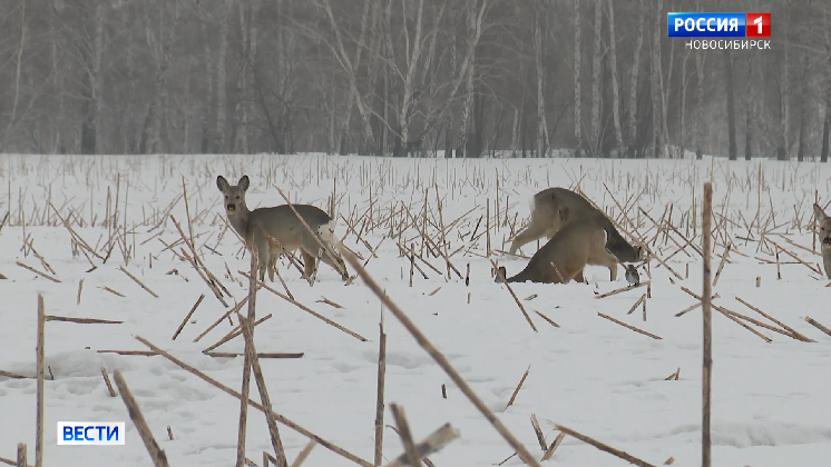 Огромное стадо косуль начало пастись на неубранном поле в Новосибирской области