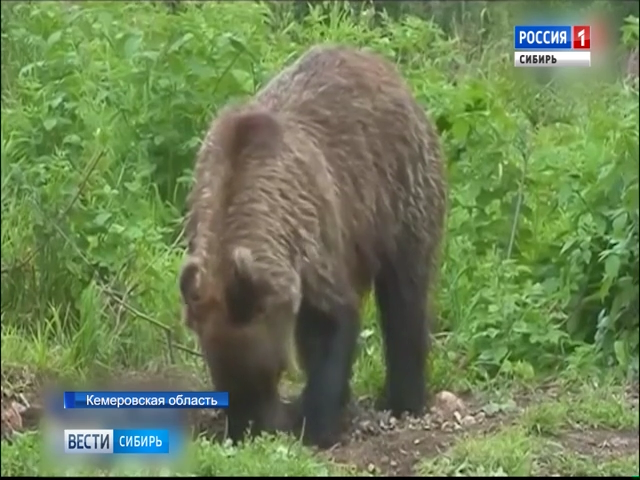 Медведь неделю держал в заложниках туристический приют в Кузбассе