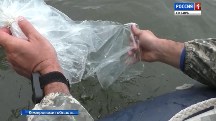 Миллион мальков карповых пород рыб запустили в озеро в Кемерове