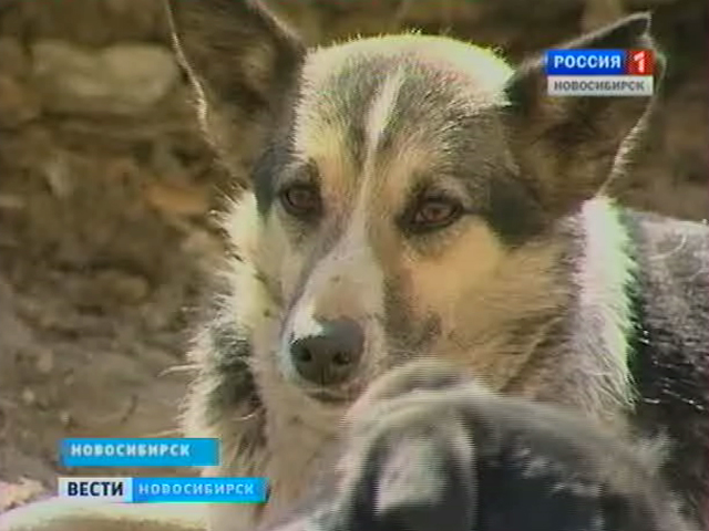В Новосибирске на 12 процентов увеличилось количество нападений собак на людей