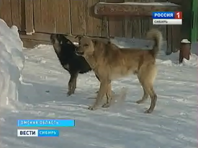 В Омской области прощаются с девочкой, погибшей от укусов бродячих псов