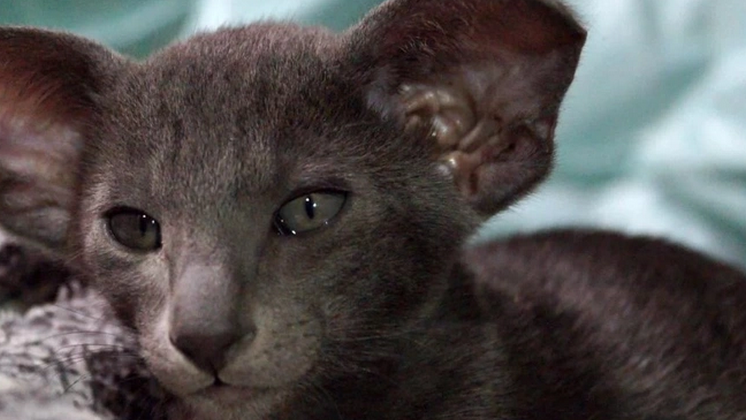 В Новосибирске редкого котенка-ориентала выставили на продажу за 80 тысяч рублей