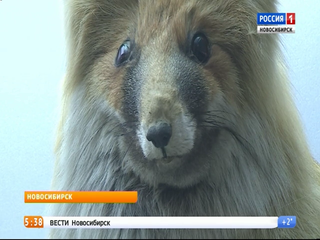 В Новосибирске открыли выставку о животных «Соседи»