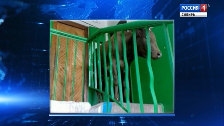 Корова поселилась в подъезде многоквартирного дома в центре Улан-Удэ