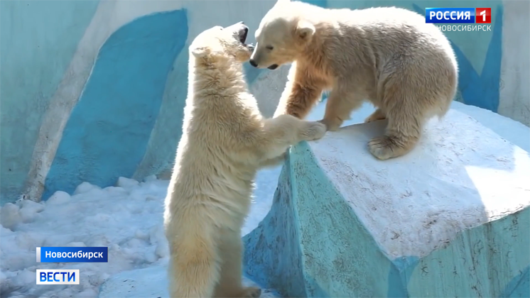 Зоозащитники просят не отправлять новосибирских медвежат в Китай