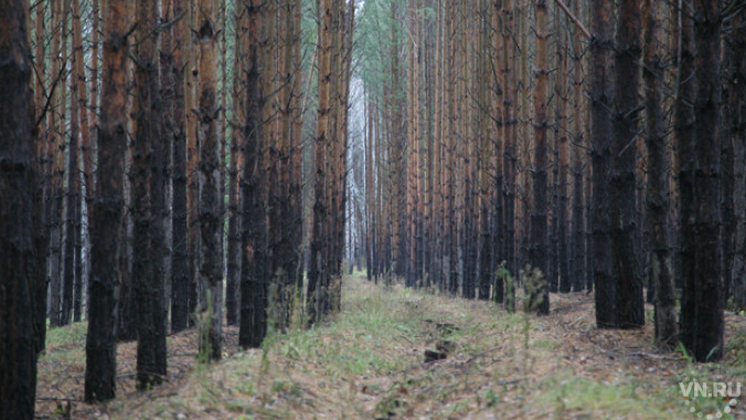 Андрей Травников: На примере Караканского бора надо выработать образцовую модель в сфере лесных отношений