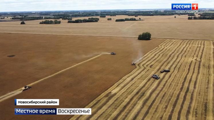 В Новосибирской области аграрии уже собрали более двух миллионов тонн зерна