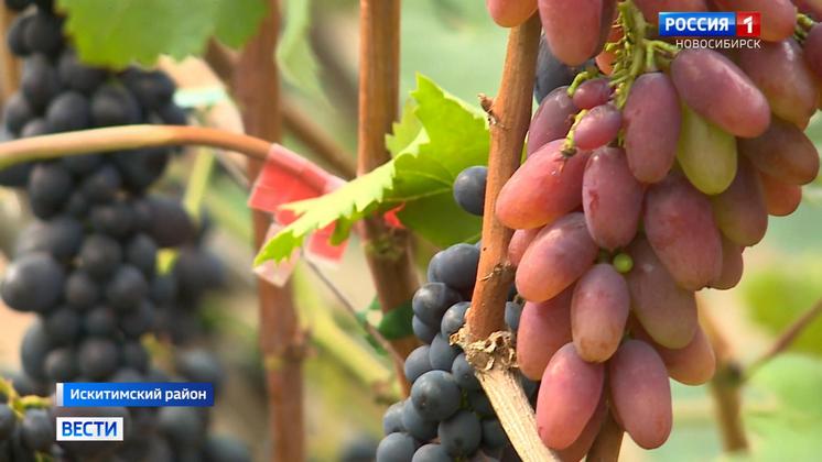 Виноградарь из Бердска рассказал секреты выращивания теплолюбивой ягоды в Сибири