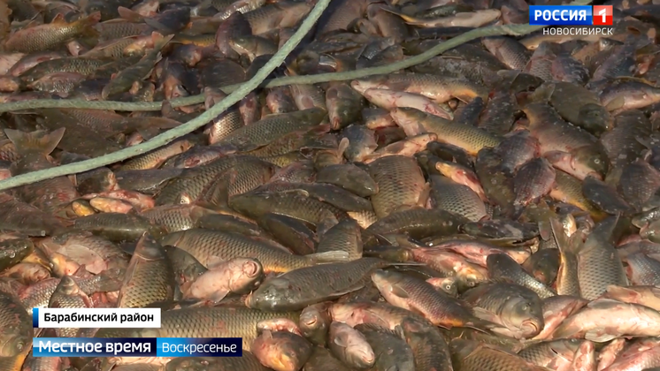 Новосибирские промышленные рыболовы наловили более 800 тонн рыбы в 2023 году