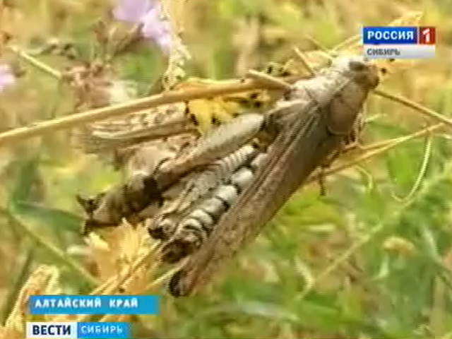 В алтайских хозяйствах готовятся отражать нашествие саранчи