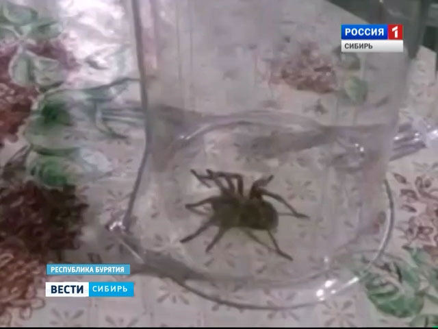 Жители Улан-Удэ стали обнаруживать в своих квартирах больших пауков