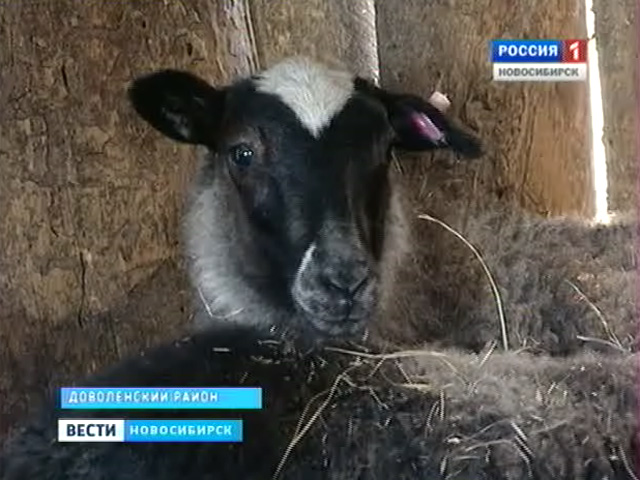 Доволенский предприниматель собирается заполнить давно пустующую сельскохозяйственную нишу