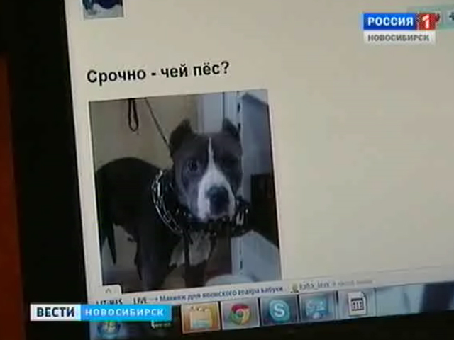 Потерявшийся в Новосибирске пёс, которому всем миром помогали искать хозяина, умер