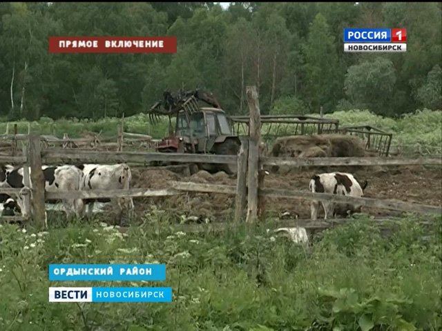 Молочная ферма в Ордынском районе оказалась на грани разорения