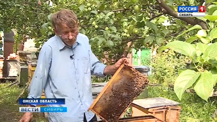 Мёда не будет: у сибирских пасечников массово гибнут пчелы