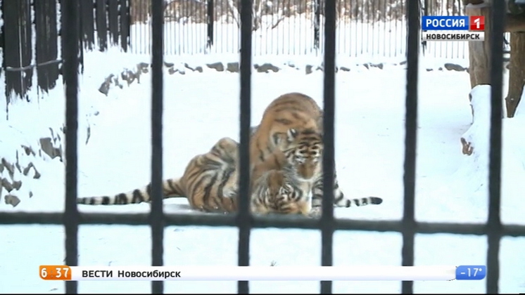 «Вести» узнали, как пережили аномальные холода обитатели зоопарка