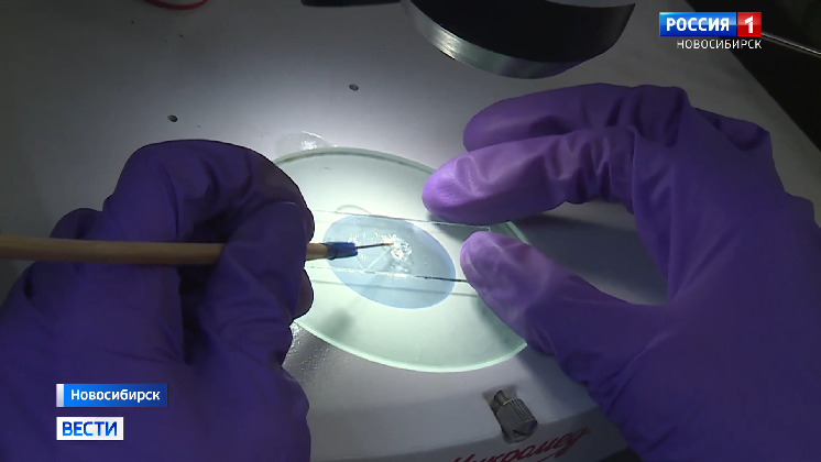 СКИФ помог новосибирским учёным улучшить препарат для лечения оспы