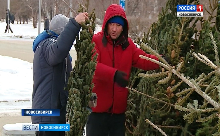 «Вести» узнали цены на новогодние елки в Новосибирске
